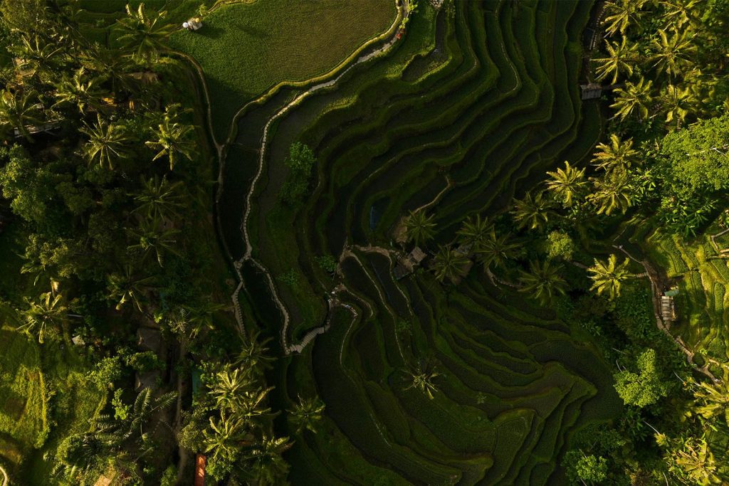 NORTH UBUD