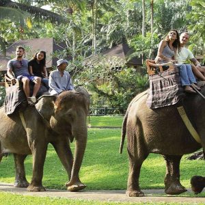 Bali Elephant Ride Tour - PT Bali Agha Nusantara