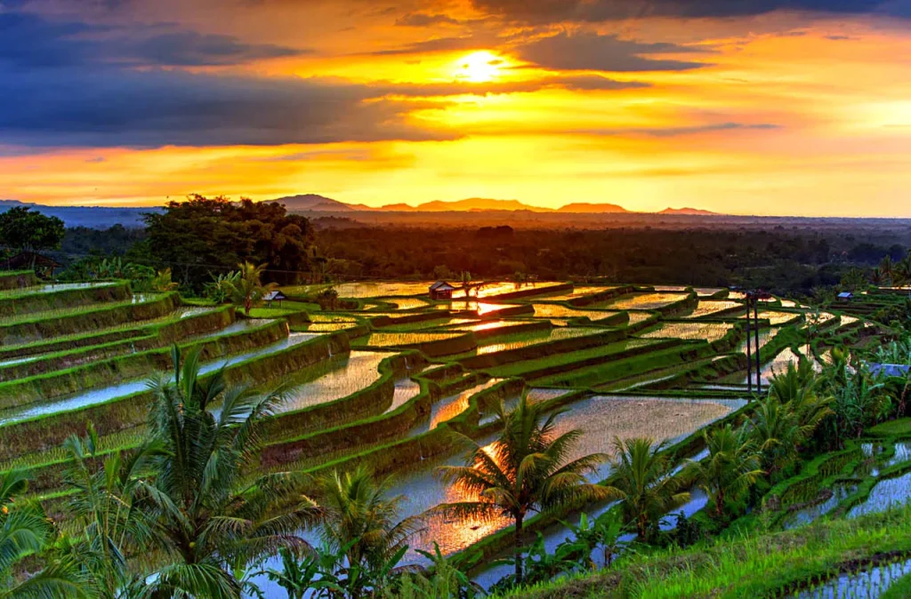 Bedugul - Jatiluwih - PT. Bali Agha Nusantara